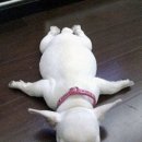 루나인셀덤