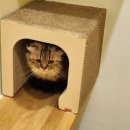 마곡 고양이 미용 호텔 이미지