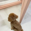 다온애견샵 이미지