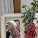 썸머체리케이크카페 | 아산 썸머체리 케이크 카페 반려동물 동반 후기 : )