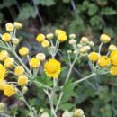 봉정농장 이미지