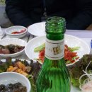 일신매화 이미지