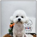 까망댕댕 이미지