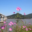 한가라지 이미지