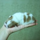 요나 이미지