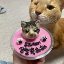펫베이커리 파프(FAAF) | [울산/내돈내산] 북구 강아지 고양이 케이크 주문 제작 :: 펫베이커리 파프(faaf)