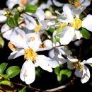 카멜리아 이미지