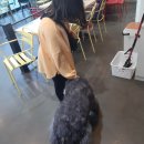 퍼피앤커피 네이버블로그
