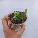 전통떡 앙금공예 이미지