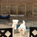 dog's 애견샵 네이버블로그