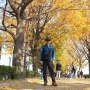 곡교천 은행나무길 이미지