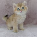 강남고양이분양 러브앤캣 이미지