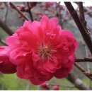 홍매화 민박 이미지