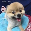 깨비 애견미용 이미지