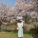[SIE] 시에 썸미니 루즈 가디건 크림 착용후기 25ss
