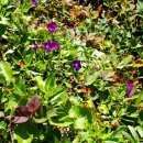 새소리 물소리 이미지