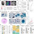 Re: 난소암 복막 전이에 관한 science 2026 논문 탐구!! 이미지