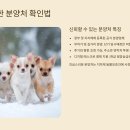 홍길동축산 | 강아지 분양 사기 실태 공개