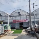 하나농장 | 양주 딸기 따기 채험 농장 하나농원 내돈내산 후기 장희 설향 꿀팁