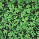 네잎클로버 이미지