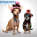 반려동물의상제작 이미지