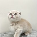 대전 고양이분양 퍼스트캣 대전점 이미지