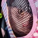 바하 고양이 병원 이미지