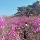 진달래목장 이미지