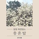 충혼탑 | 충혼탑 목련 개화상황(26.3.22) 100%만개(창원목련명소)