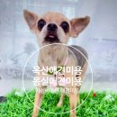 몽실 애견미용 이미지