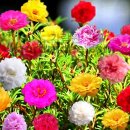 오영당구장 이미지