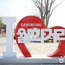 강릉월화 이미지