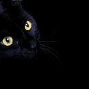 검은 고양이/에드가 앨런 포우[미국] 이미지
