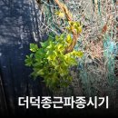 봄과가을이 | <텃밭일기> 봄과 가을에 심은 더덕종근 파종후기