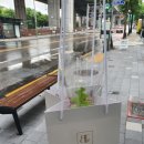 비오톱보태니컬연구소 | [서울/송파 꽃집] 재방문! 비오톱보태니컬연구소, 집에서 키울 식물을 데려왔어요~!