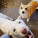 재미나개 이미지