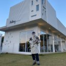 차케네 애견샵 | 실버 토이푸들 미용 후기 : 차케네 애견샵