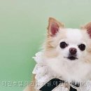 히플독 네이버블로그