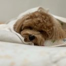 몽이애견미용 이미지