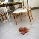 데일리여니