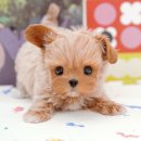 김해 강아지분양 베베몽 | 김해강아지분양 인기많은 곳