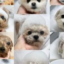 도그왈루 이미지