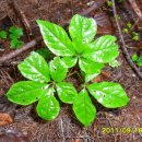 자연산약초마을 이미지