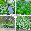 내리문화공원(광장) | [경기도 평택] 평택 내리문화공원 수국 실시간 개화 상황 솔직후기 26.06.21 (무보정 사진)