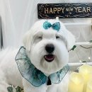 오도르봉 이미지