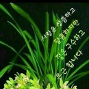 부부정