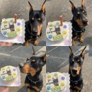 개이크 케이크 이미지