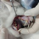 박동물종합병원 | <박 동물 종합병원> 부산 사하구 당리동 동물 병원 고양이 스케일링 후기