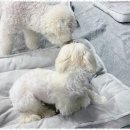 놀루오숑 이미지