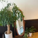 샤르베티에 이미지